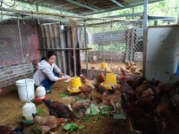Hiệu quả mô hình liên kết chăn nuôi gà thả vườn