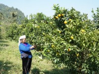 Mô hình trồng cây ăn quả tổng hợp giúp người dân xã Quảng Hưng (Quảng Uyên) tăng thu nhập.