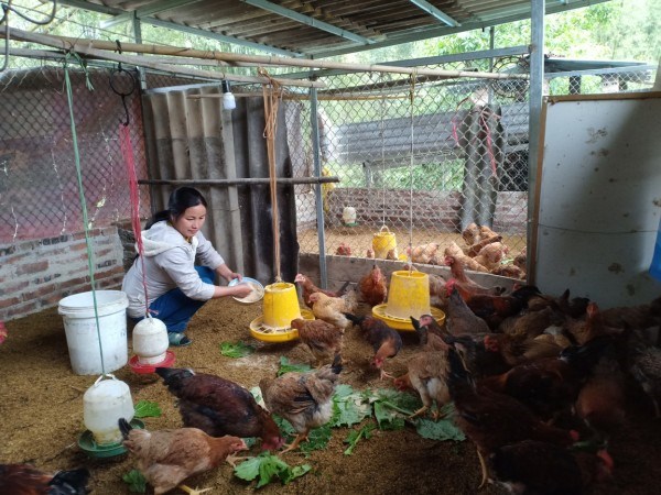 Mô hình liên kết chăn nuôi gà thả vườn của Chi hội Phụ nữ xóm Vũ Ngược, xã Minh Thanh.