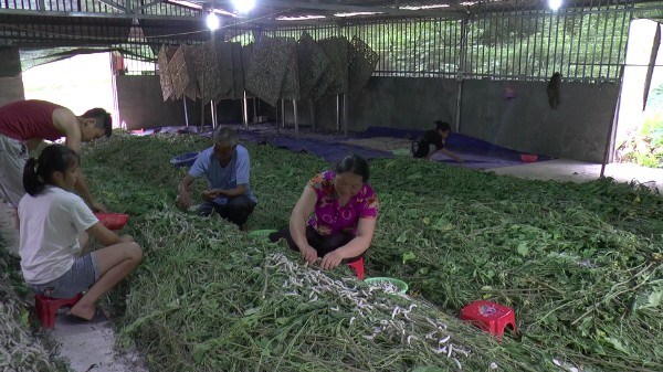 Nhiều hộ dân huyện Trùng Khánh tích cực chuyển đổi cơ cấu cây trồng, vật nuôi đem lại hiệu quả kinh tế cao.