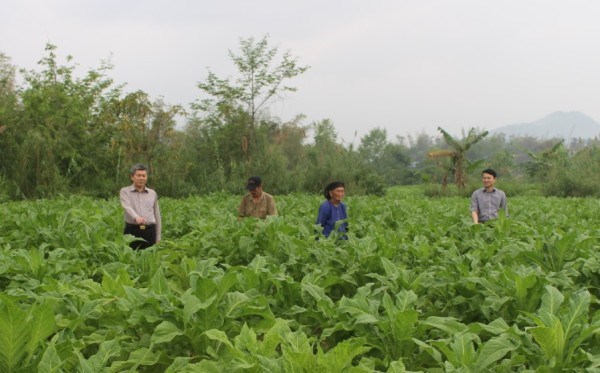 Chủ tịch UBND huyện Hòa An Bế Đặng Chuyên (bên trái) kiểm tra mô hình thuốc lá nguyên liệu chất lượng cao tại xã Đức Long.